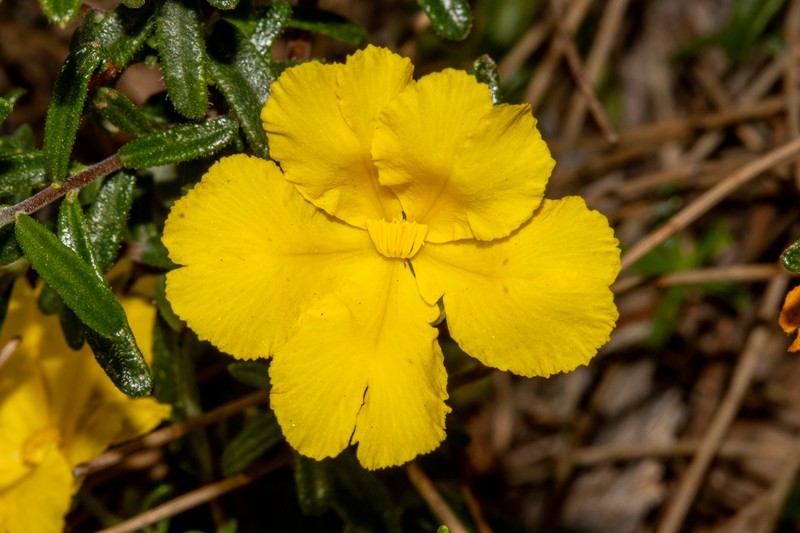 Hibbertia hypericoides subsp. hypericoides photo 6