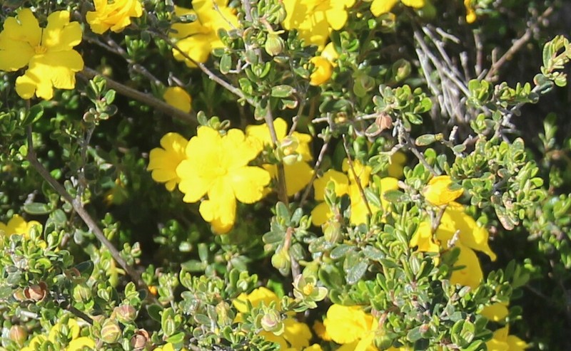Hibbertia hypericoides subsp. septentrionalis photo 2