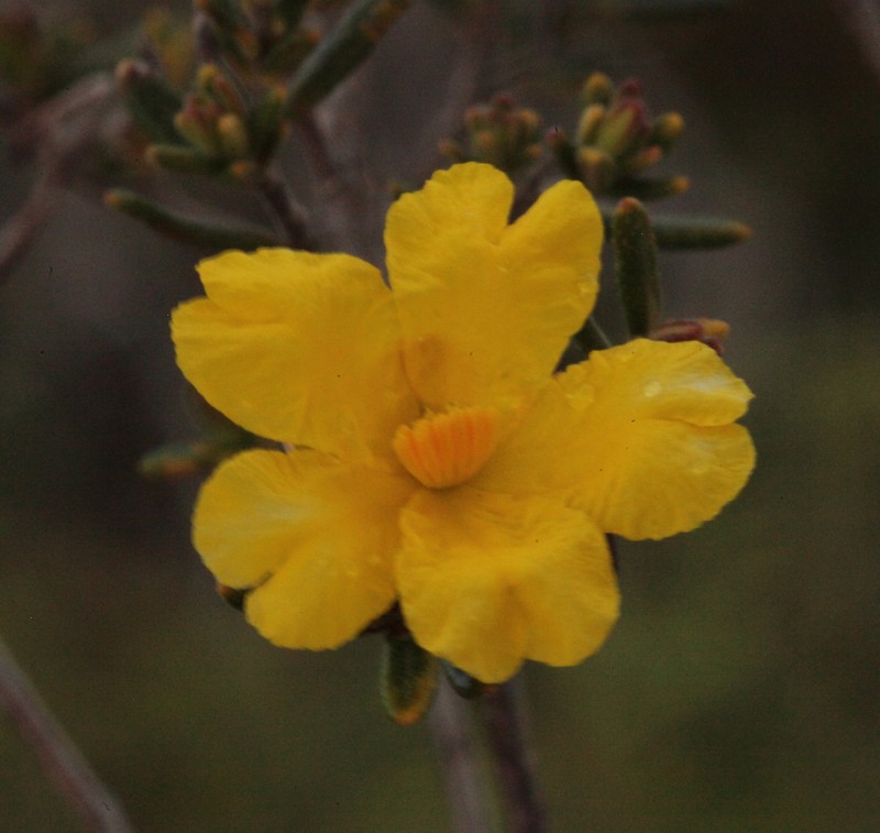 Hibbertia hypericoides subsp. septentrionalis photo 3