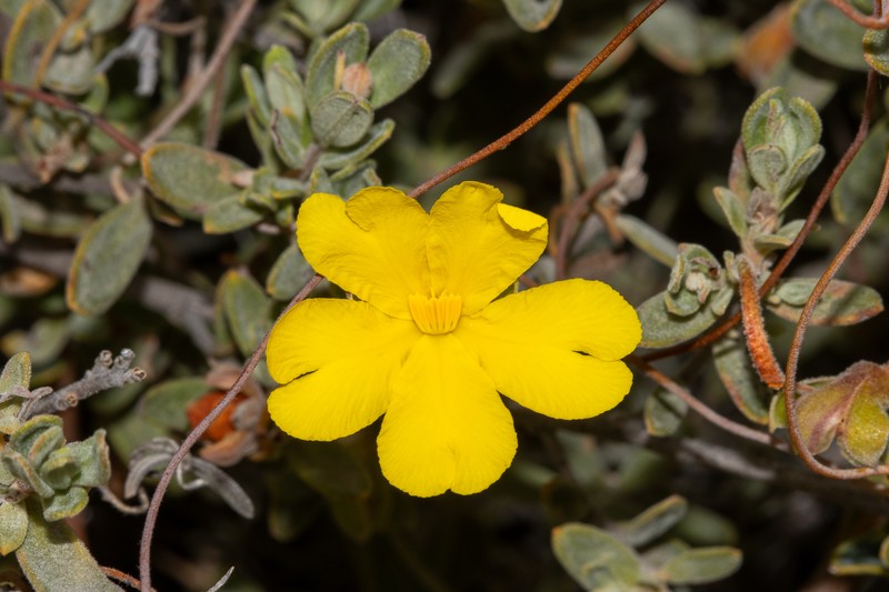 Hibbertia hypericoides subsp. septentrionalis photo 4