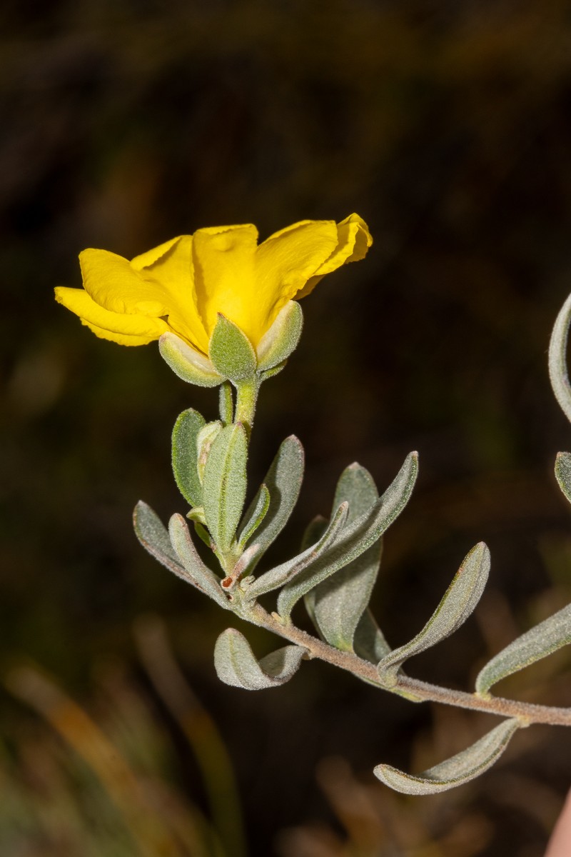 Hibbertia hypericoides subsp. septentrionalis
