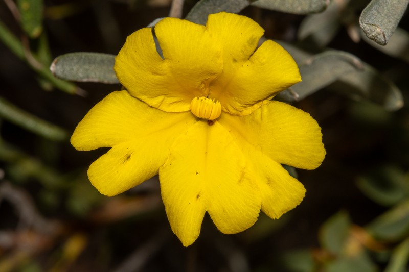 Hibbertia hypericoides subsp. septentrionalis photo 6