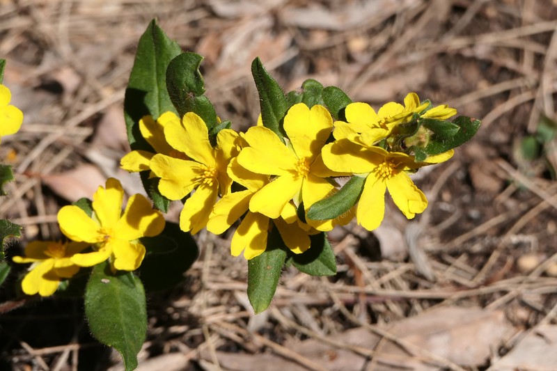 Hibbertia improna