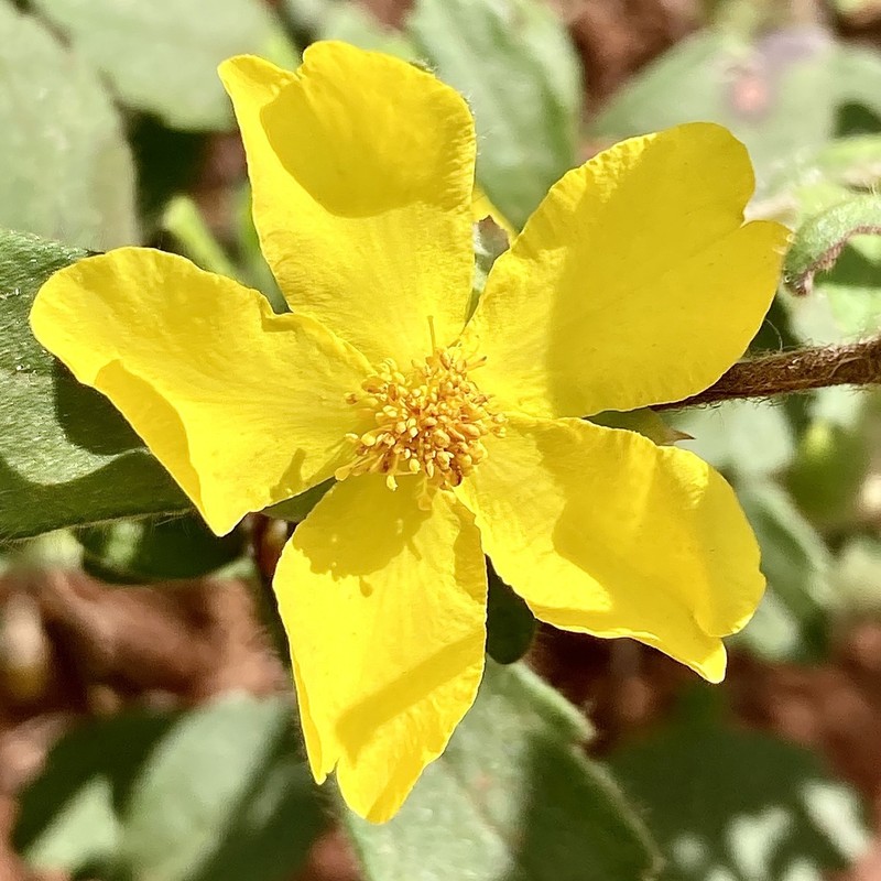 Hibbertia improna photo 2
