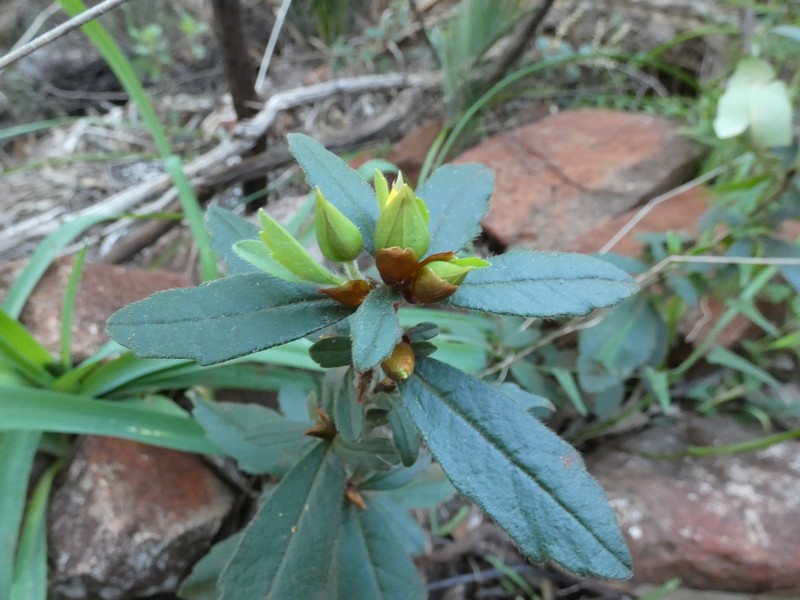 Hibbertia improna photo 3