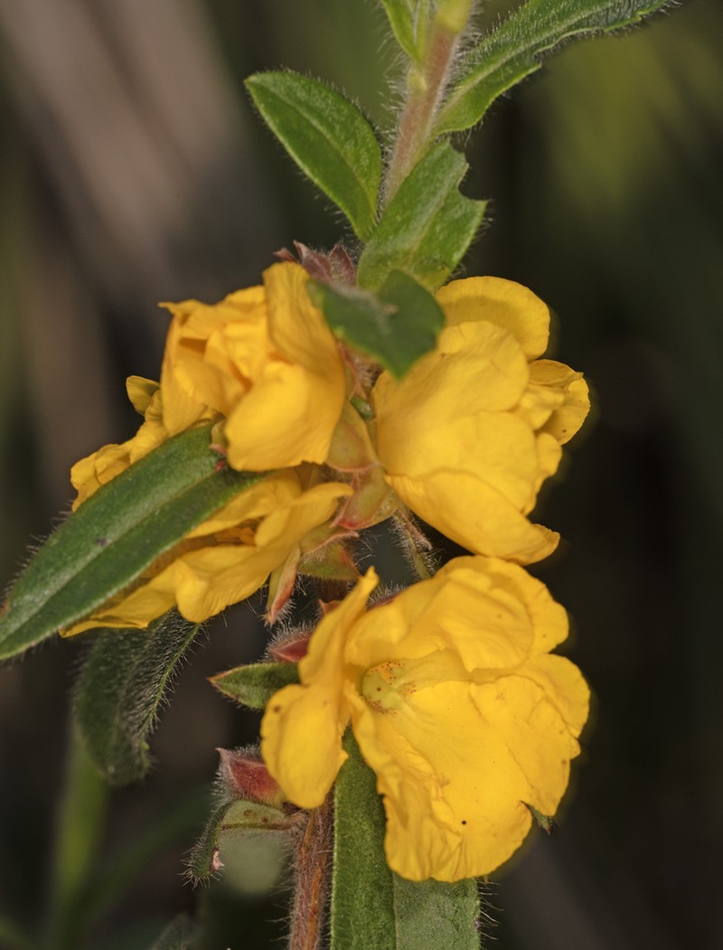 Hibbertia improna photo 4