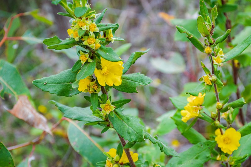 Hibbertia improna photo 5