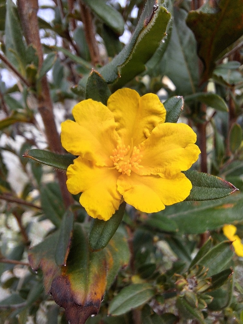 Hibbertia improna photo 6