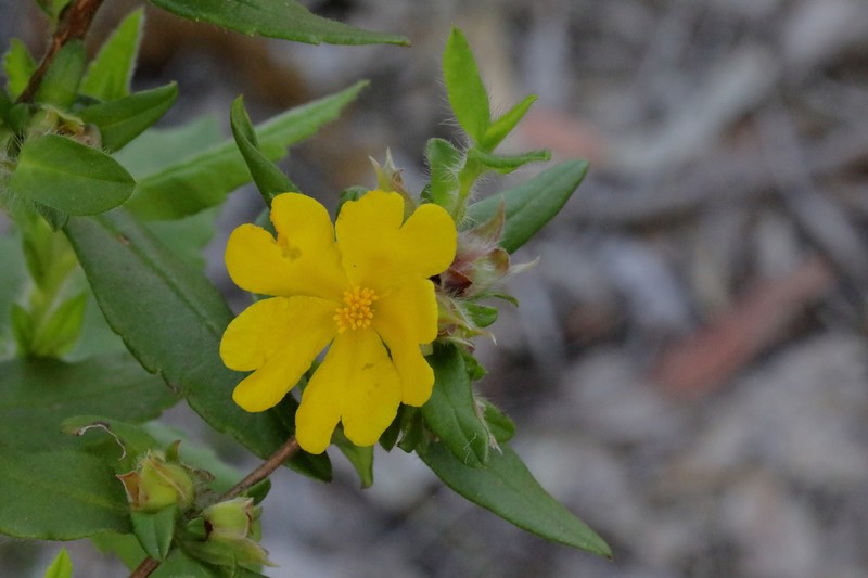 Hibbertia improna photo 7