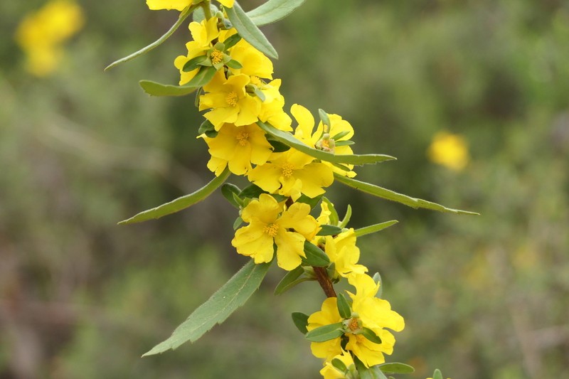 Hibbertia improna photo 8