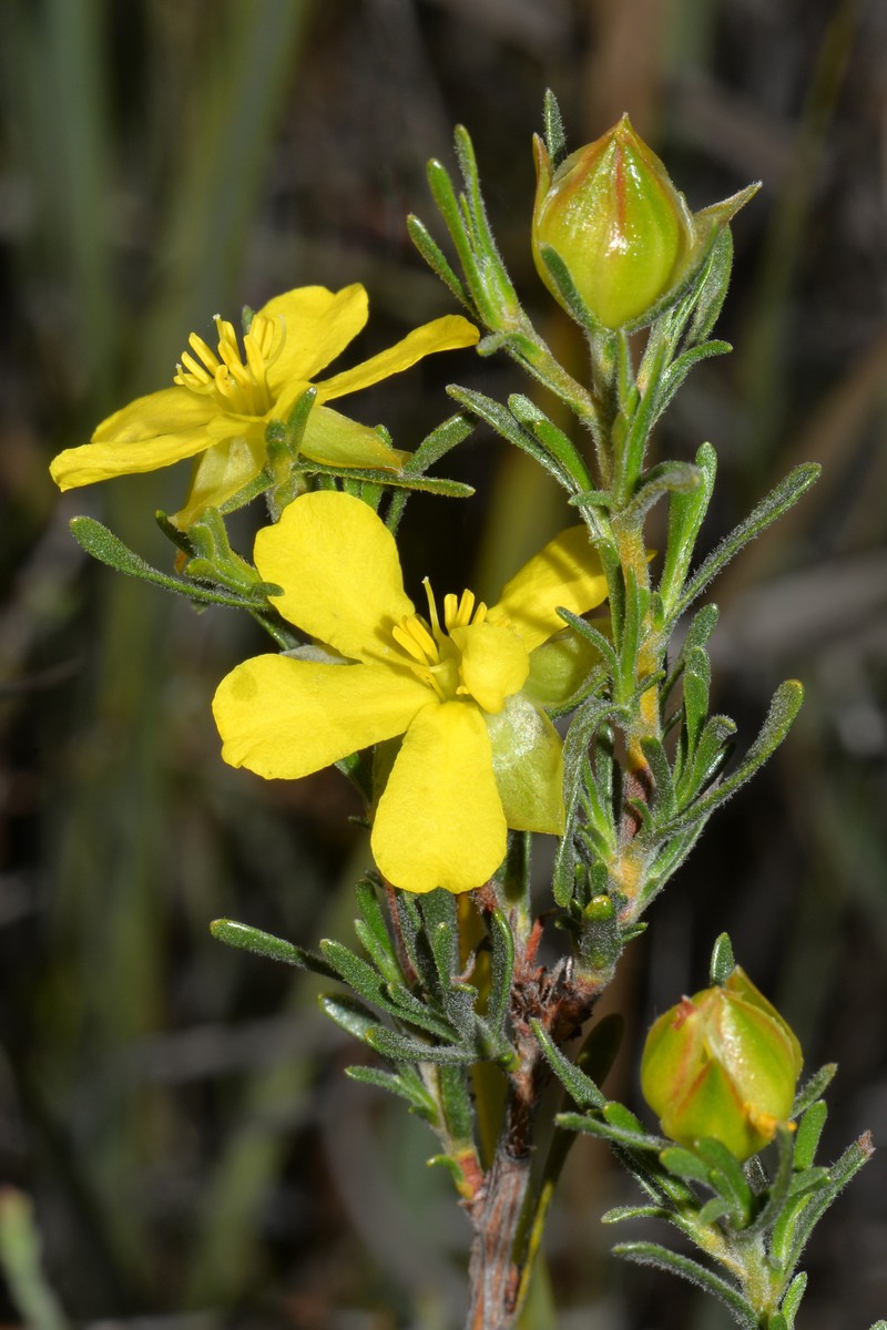 Hibbertia inclusa