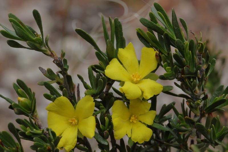 Hibbertia inclusa photo 2