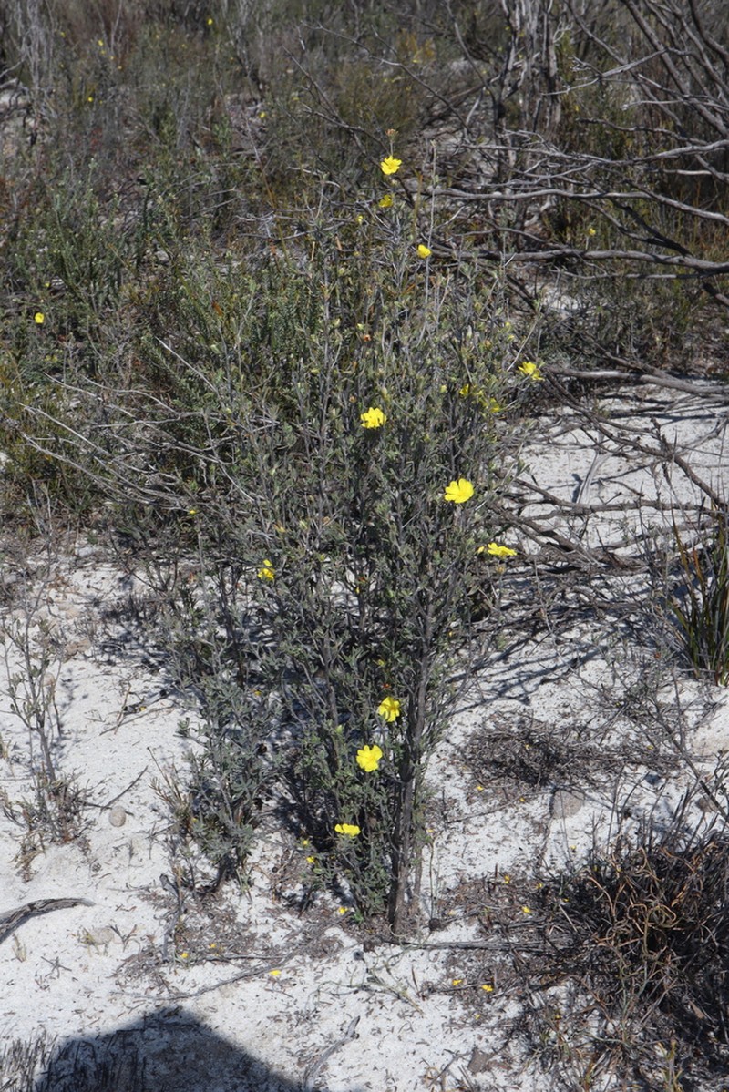 Hibbertia inclusa photo 3