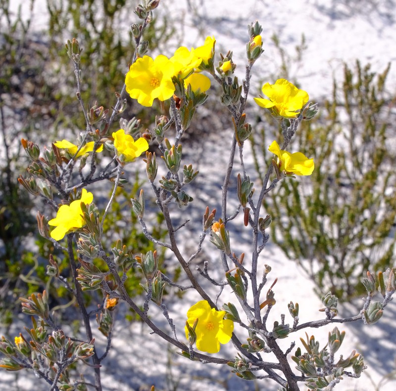 Hibbertia inclusa photo 4