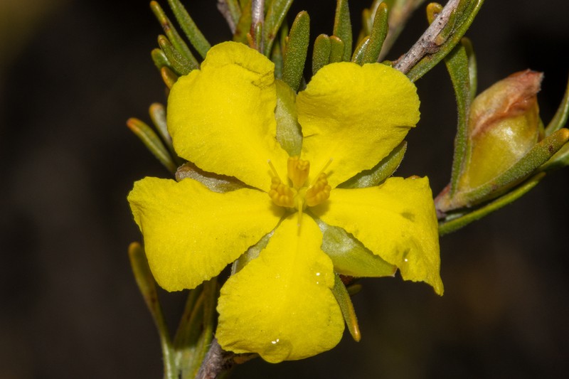 Hibbertia inclusa photo 5