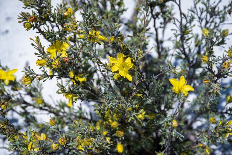Hibbertia inclusa photo 6