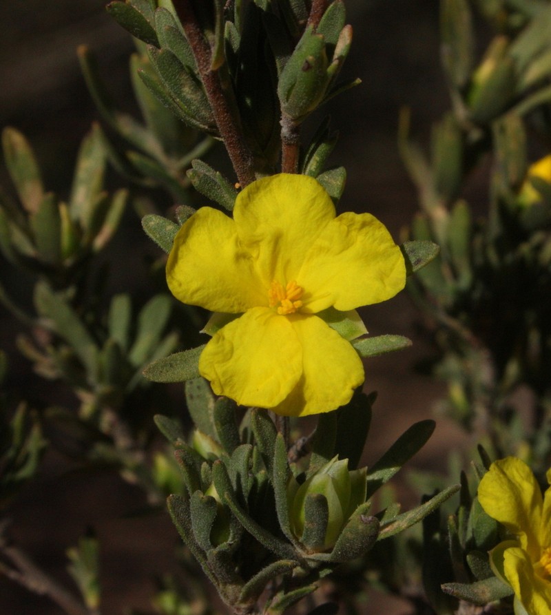 Hibbertia inclusa photo 7