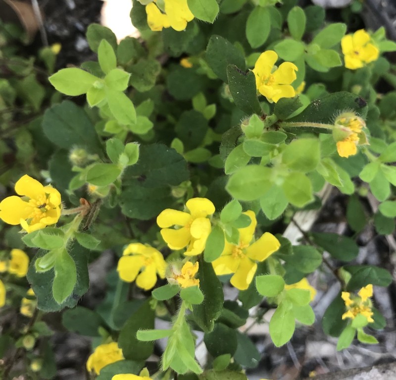 Hibbertia inconspicua