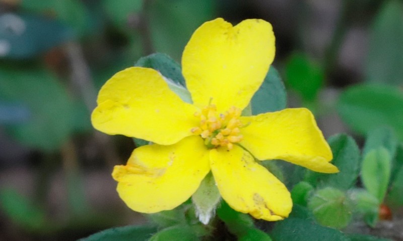 Hibbertia inconspicua photo 2