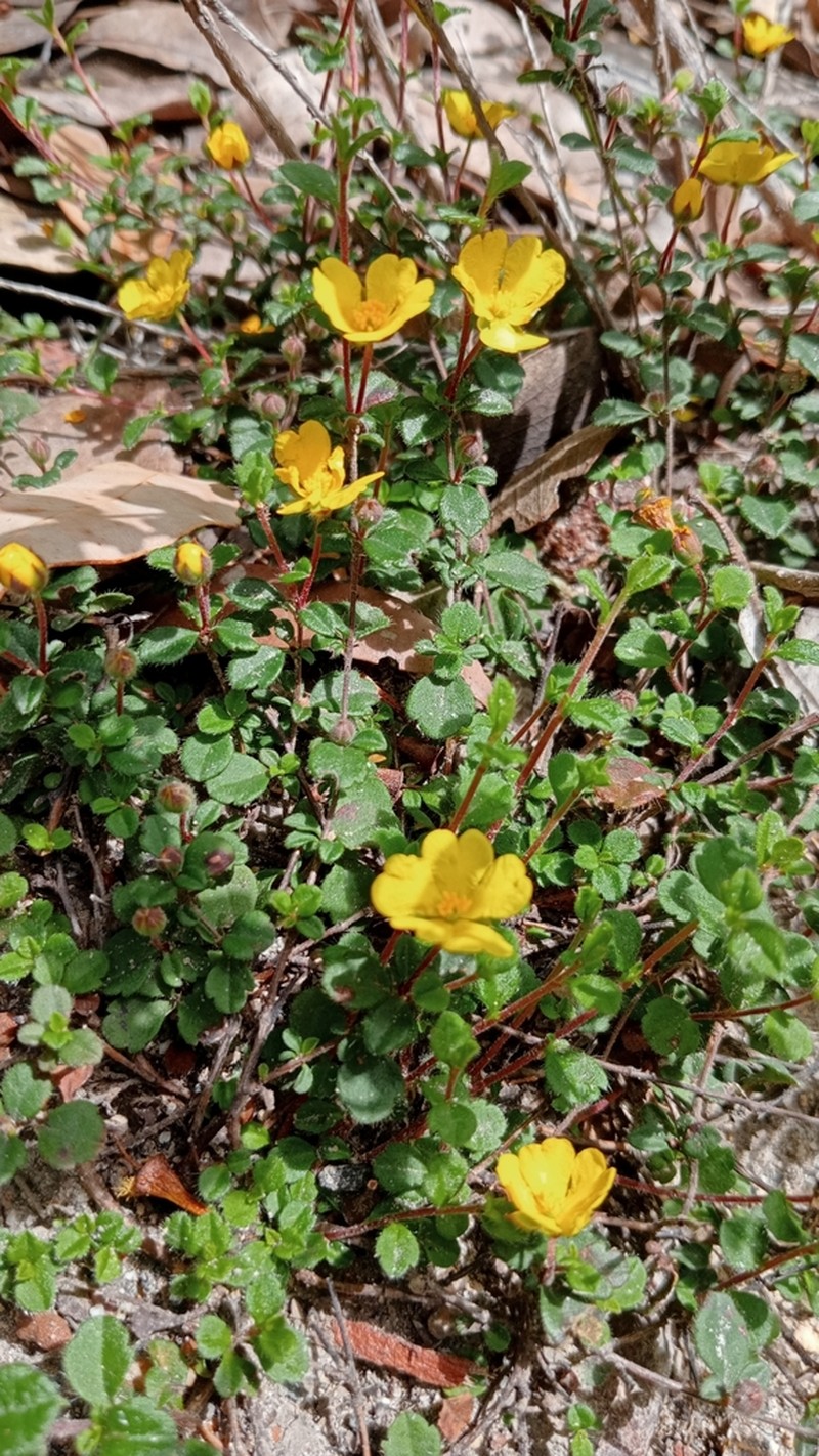 Hibbertia inconspicua photo 3