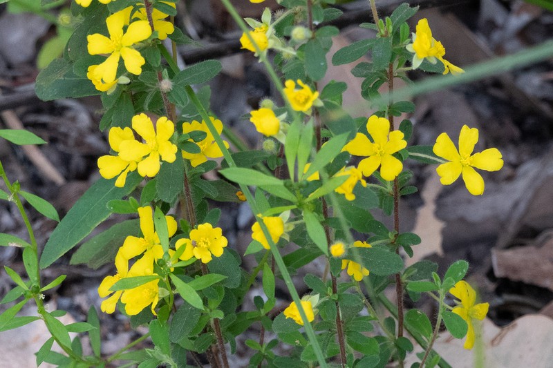 Hibbertia inconspicua photo 4