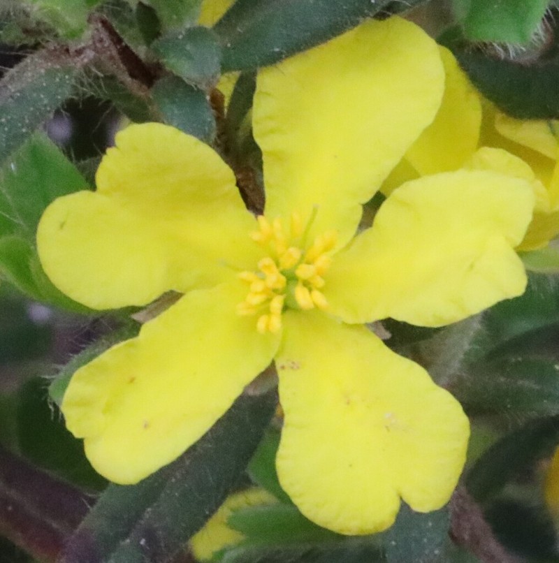 Hibbertia inconspicua photo 5
