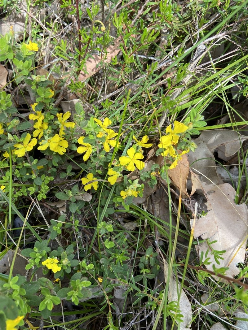 Hibbertia inconspicua photo 6