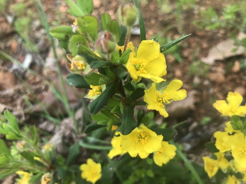 Hibbertia inconspicua photo 7