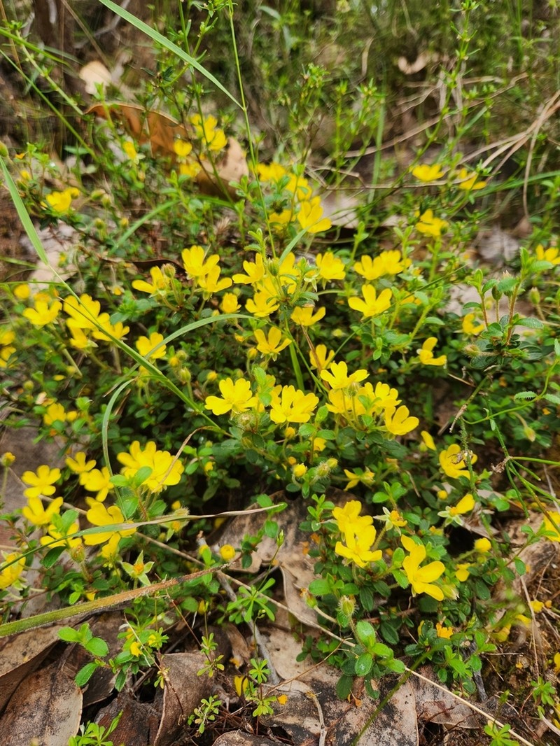 Hibbertia inconspicua photo 8