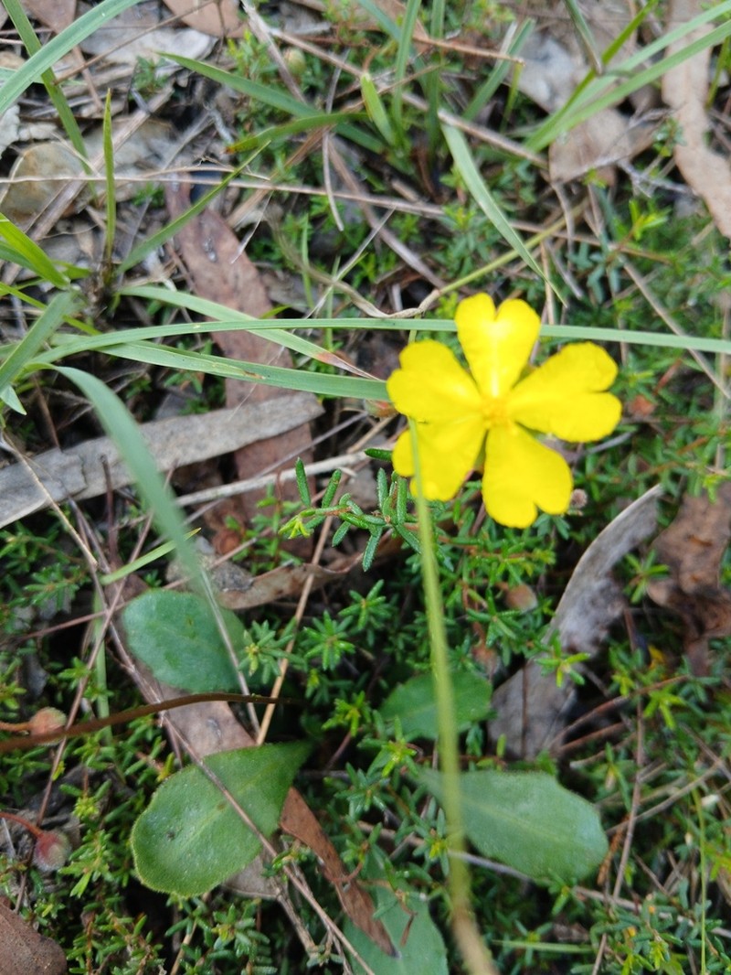 Hibbertia intermedia