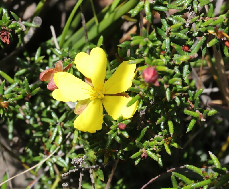 Hibbertia intermedia photo 2