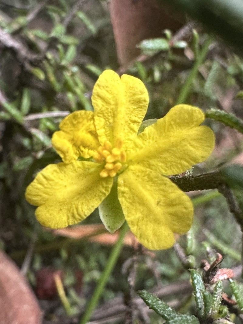 Hibbertia intermedia photo 3