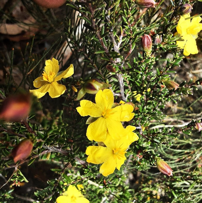 Hibbertia intermedia photo 4