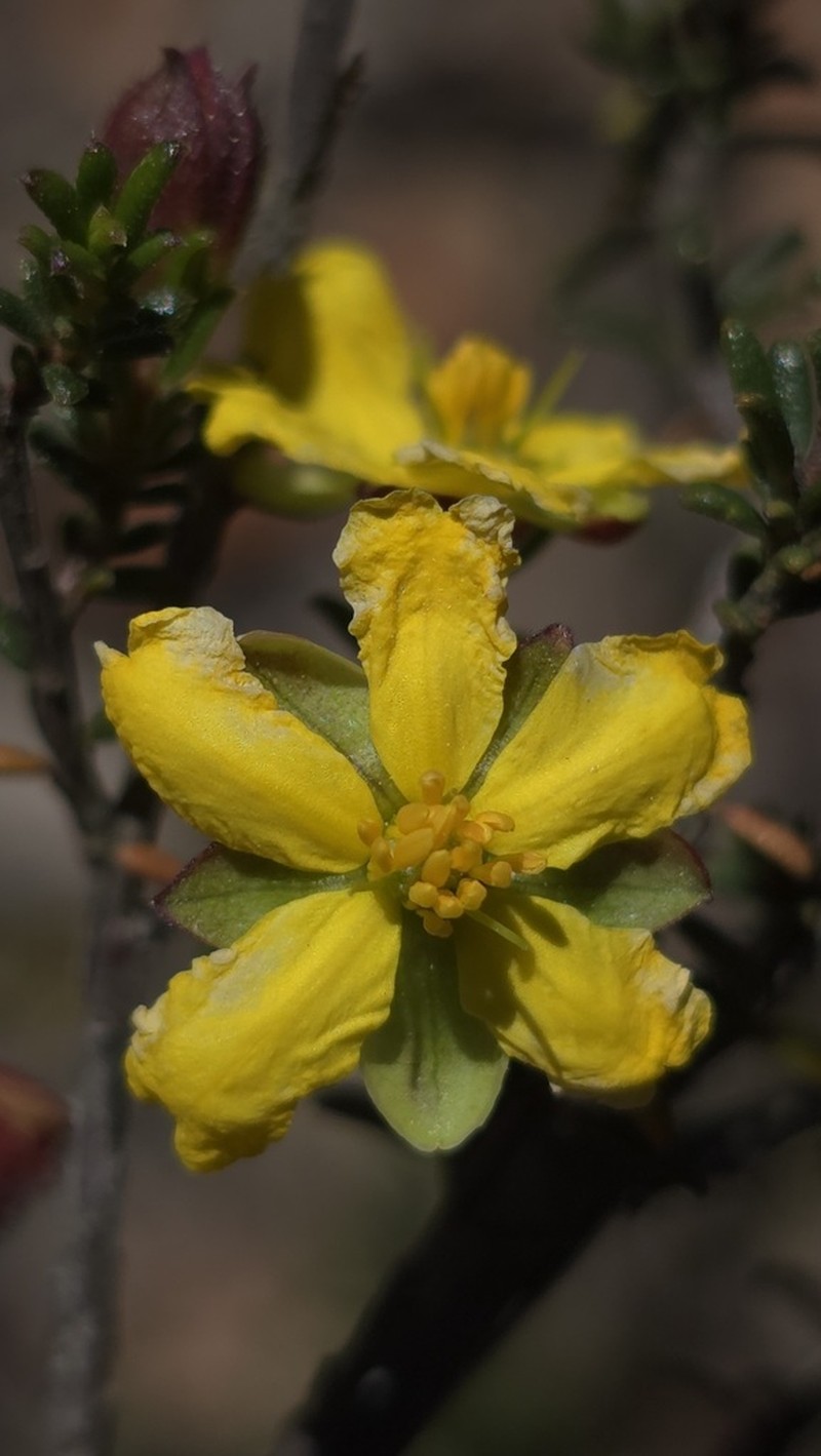 Hibbertia intermedia photo 5