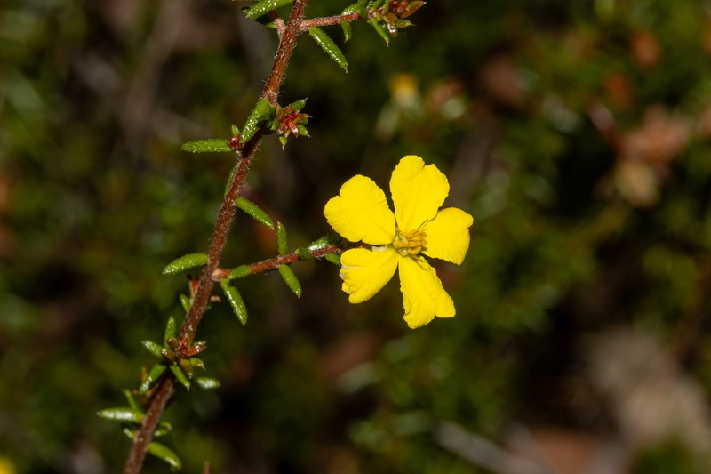 Hibbertia intermedia photo 6