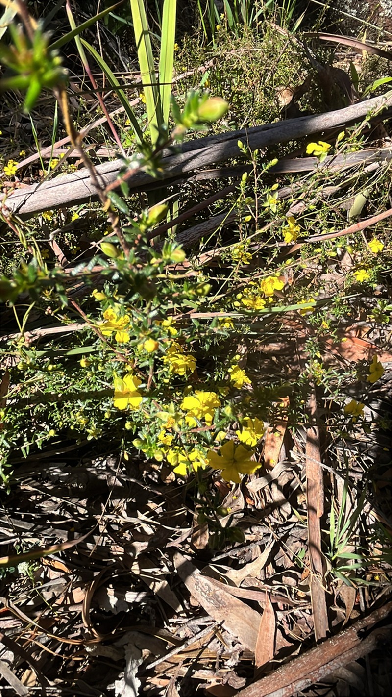 Hibbertia intermedia photo 7