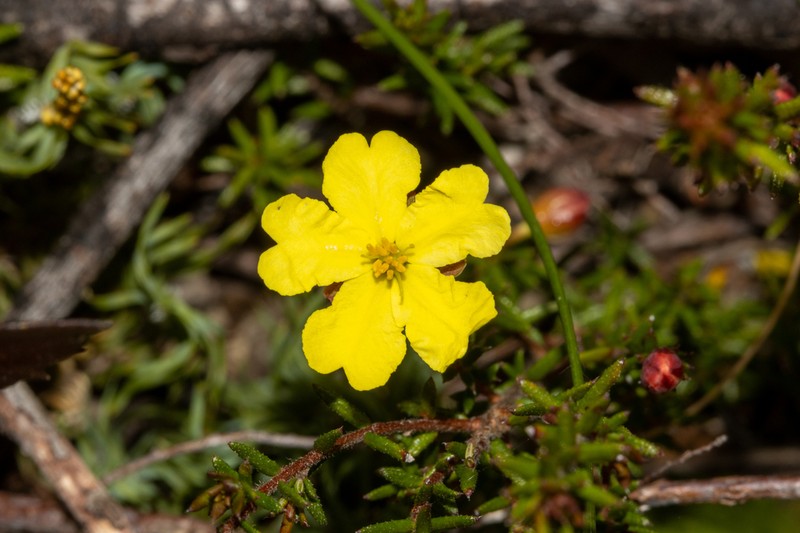 Hibbertia intermedia photo 8