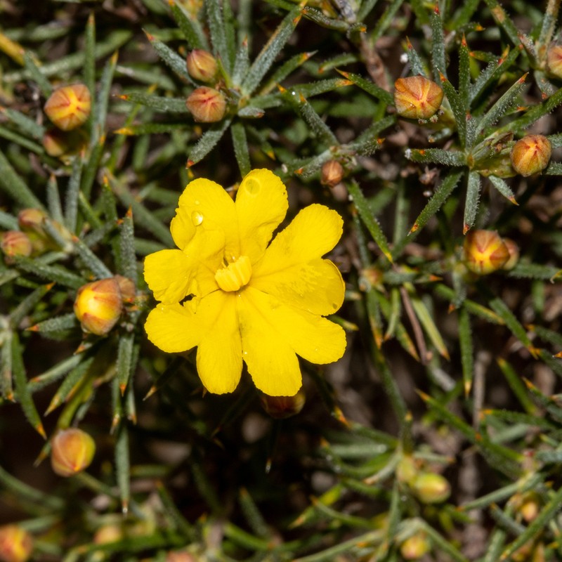 Hibbertia juniperina