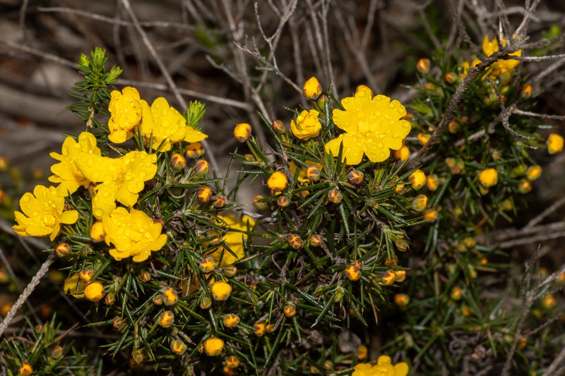 Hibbertia juniperina photo 2