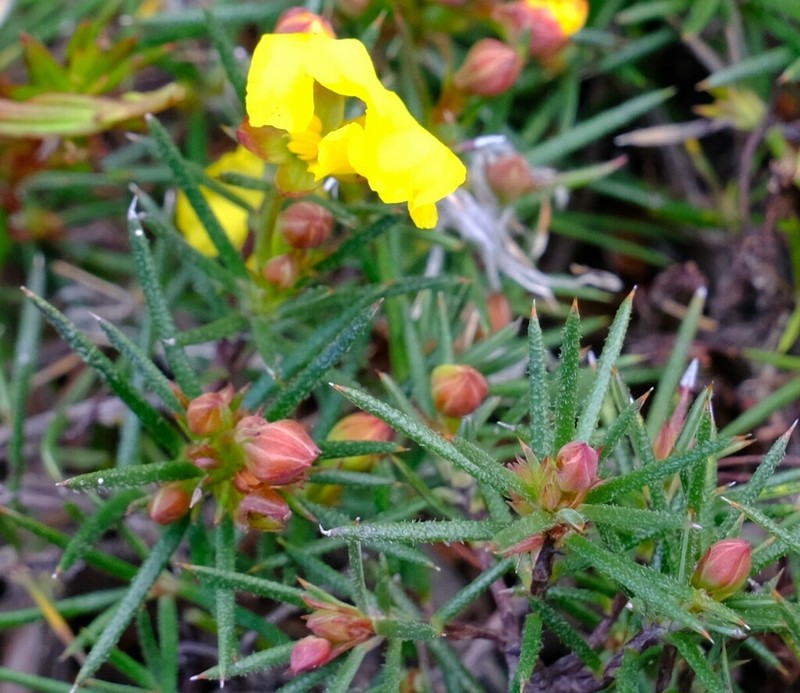 Hibbertia juniperina photo 3