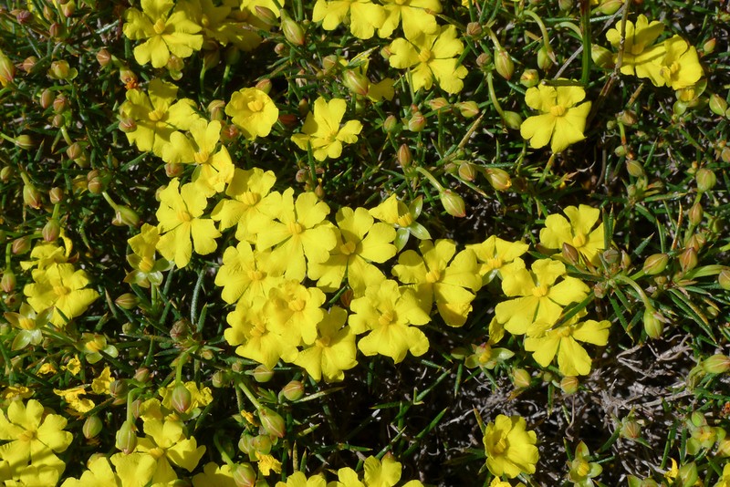 Hibbertia juniperina photo 4