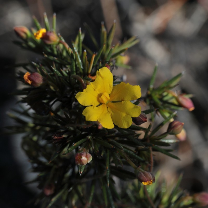 Hibbertia juniperina photo 5