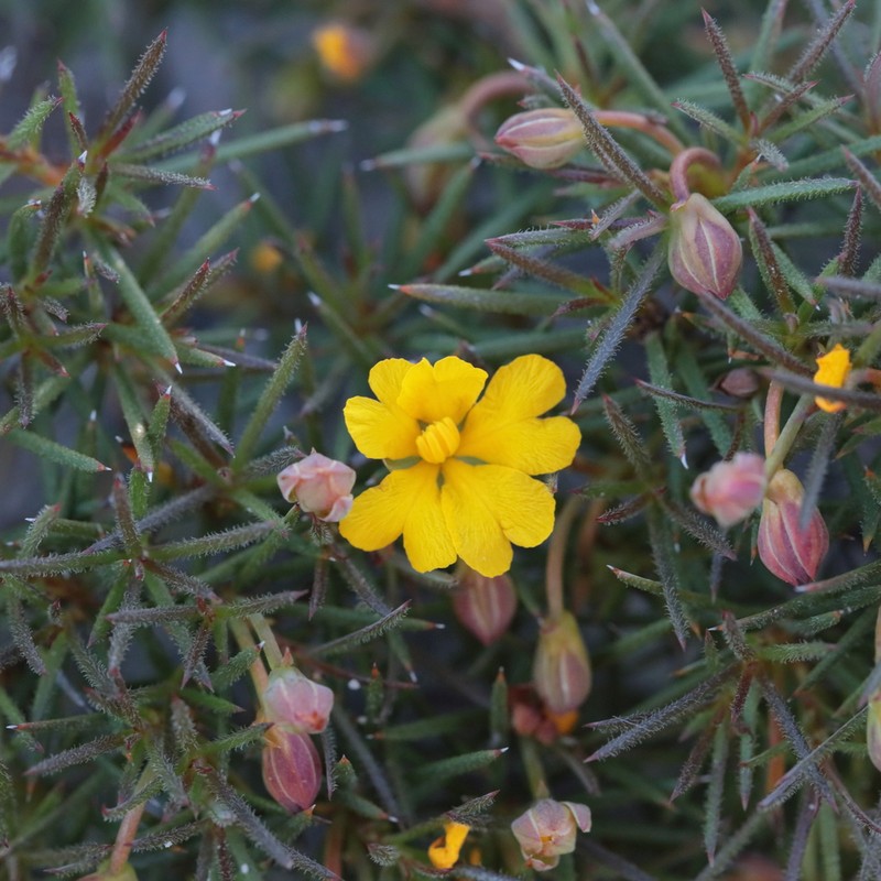 Hibbertia juniperina photo 6