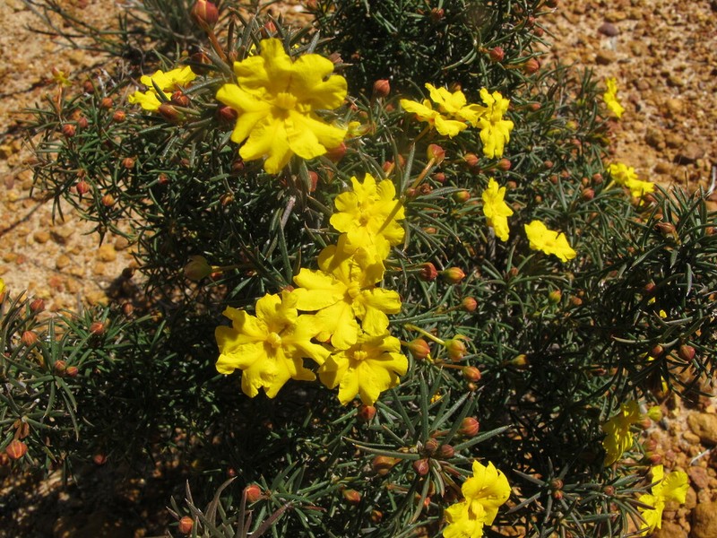 Hibbertia juniperina photo 7