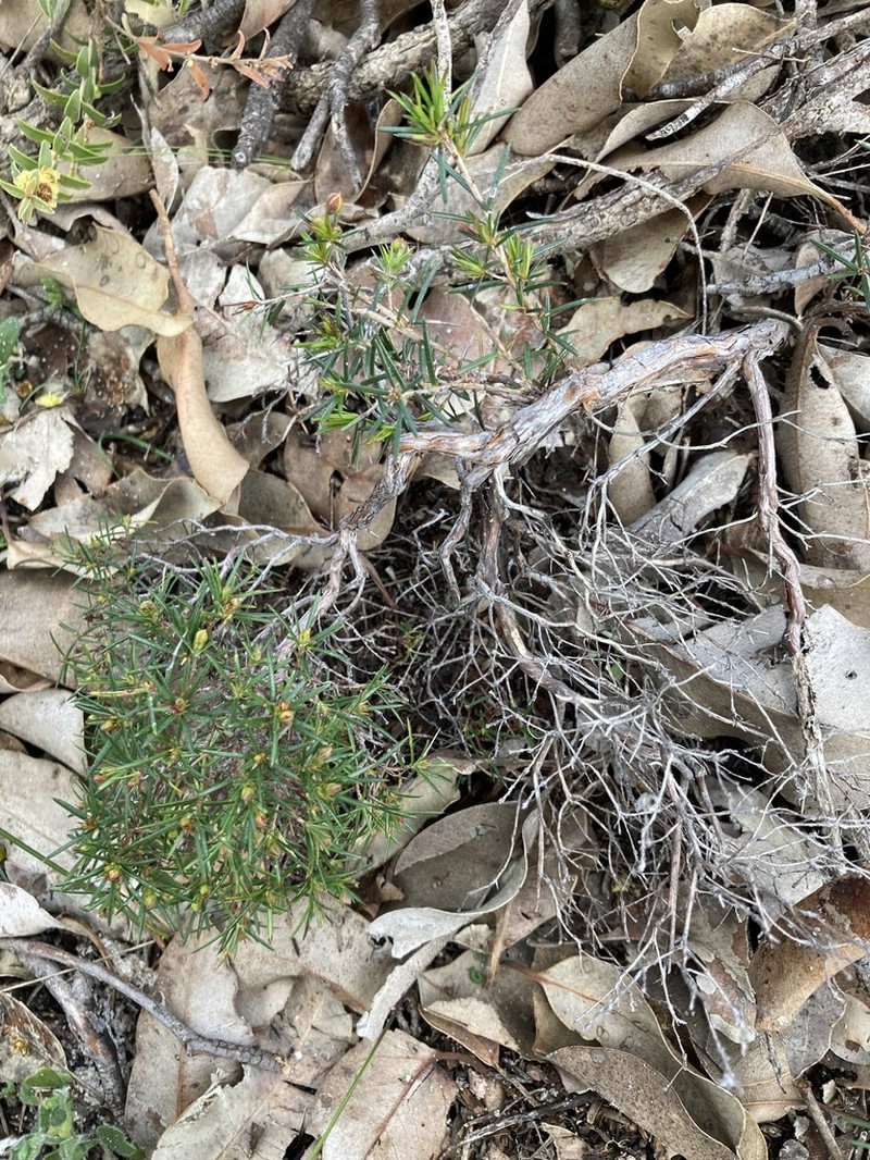 Hibbertia juniperina photo 8