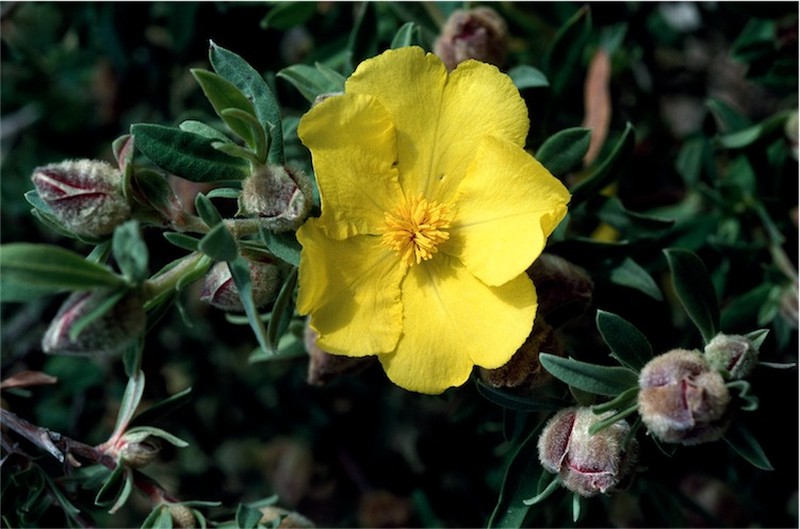 Hibbertia kaputarensis