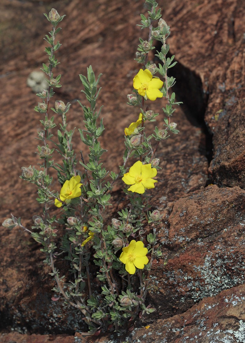 Hibbertia kaputarensis photo 2