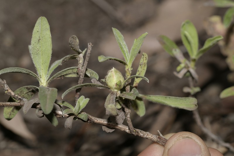 Hibbertia kaputarensis photo 3