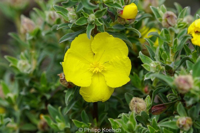 Hibbertia kaputarensis photo 4