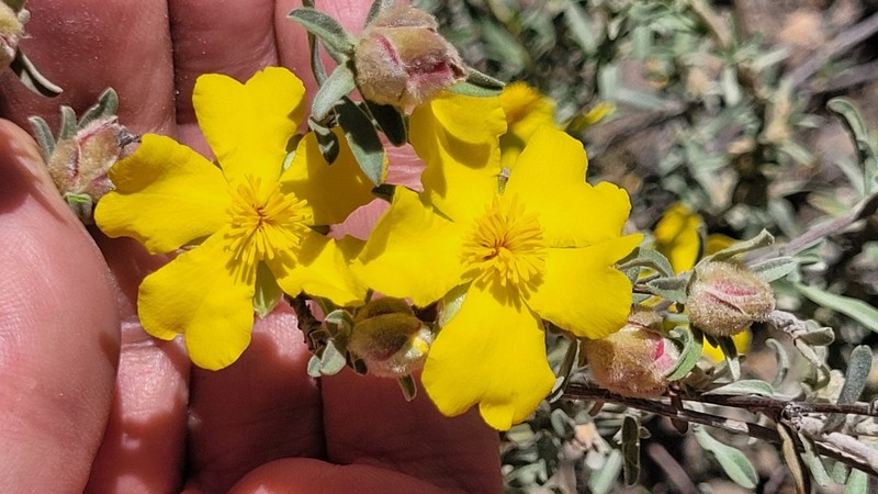 Hibbertia kaputarensis photo 5